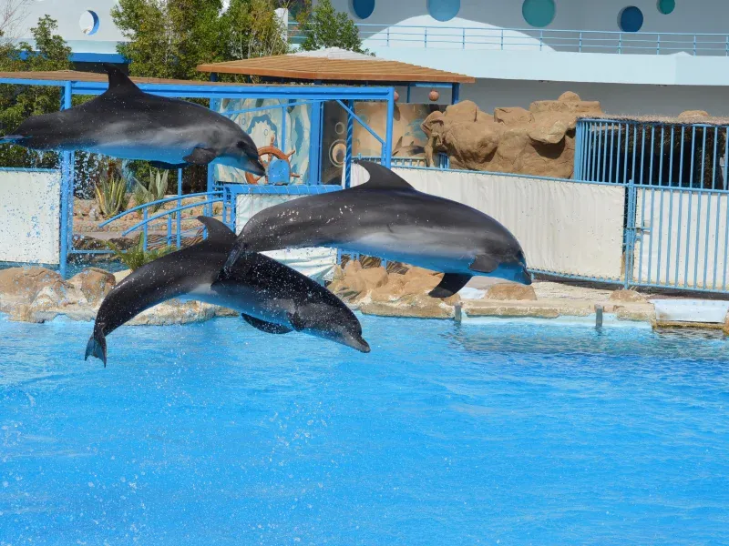Dolphin_world_ _panoramio new